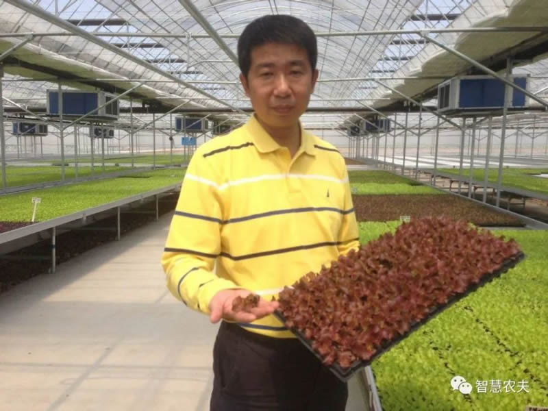 乡村振兴，他是引领智慧农业的生菜大王