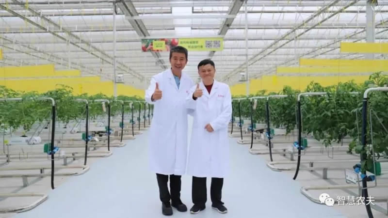 乡村振兴，他是引领智慧农业的生菜大王