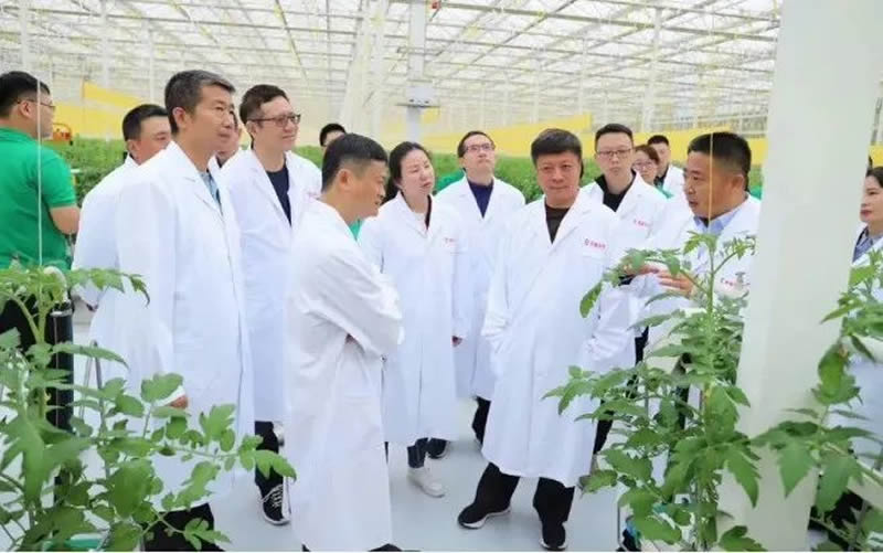 乡村振兴，他是引领智慧农业的生菜大王