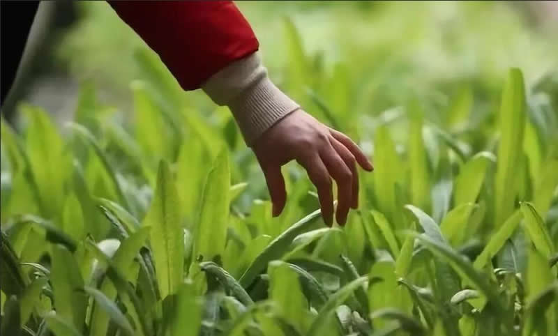 智慧农业是什么？目前发展如何？